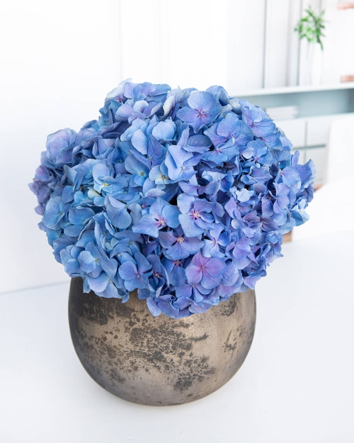 אגרטל האסקוויר הכחול