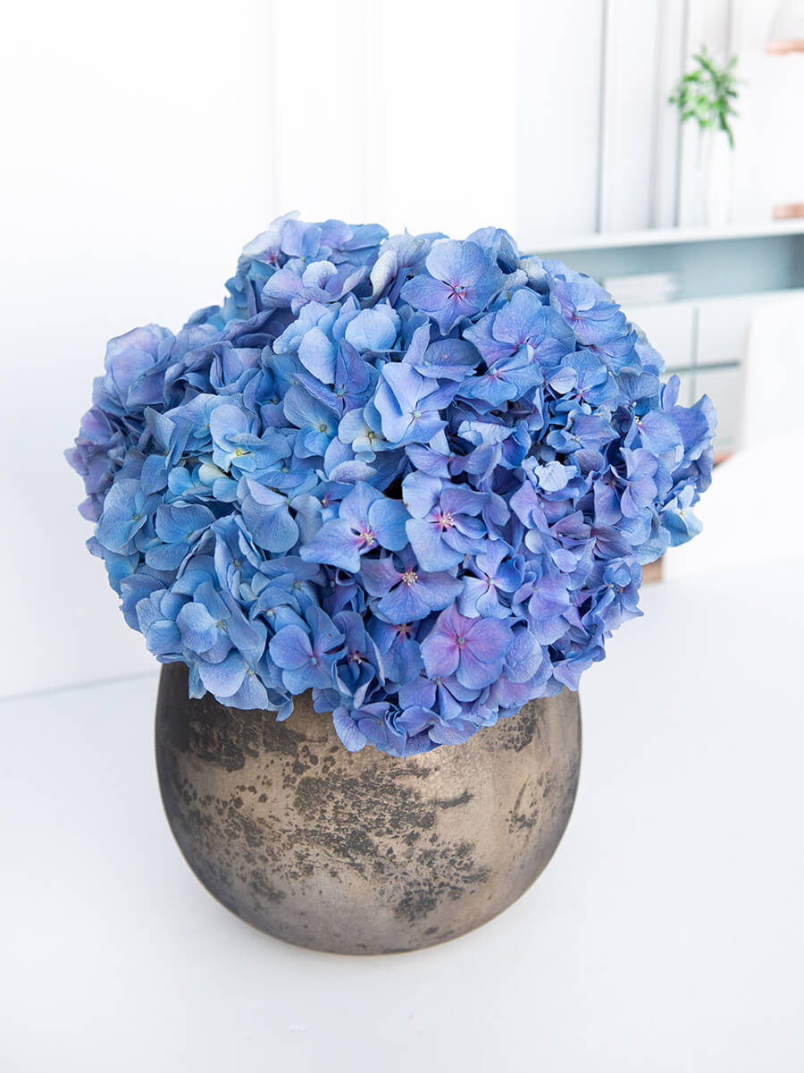 אגרטל האסקוויר הכחול