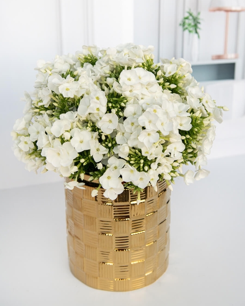 זהב שתי וערב